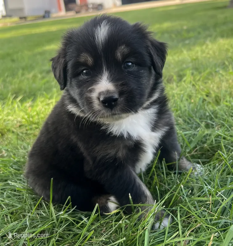 Jack - Orange – Australian Shepherd, Miniature American Shepherd puppy for sale in Oelwein, IA