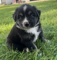 Jack - Orange, a male Australian Shepherd and Miniature American Shepherd for sale in Oelwein, IA – 2 of 6