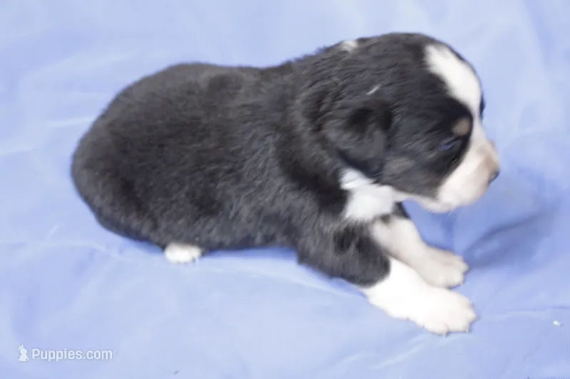 Green – Australian Shepherd, Miniature American Shepherd puppy for sale in Oelwein, IA