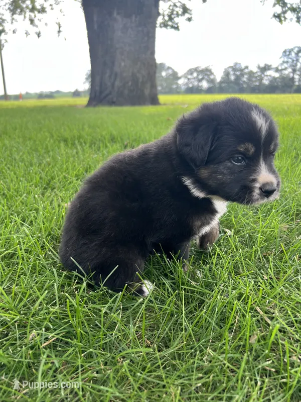 Tank - Brown – Australian Shepherd, Miniature American Shepherd puppy for sale in Oelwein, IA