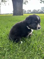 Tank - Brown, a male Australian Shepherd and Miniature American Shepherd for sale in Oelwein, IA – 1 of 6