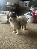 Anna, a female Australian Shepherd and Miniature American Shepherd for sale in Oelwein, IA – Photo 5 of 5