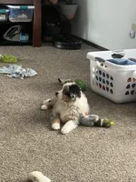 Anna, a female Australian Shepherd and Miniature American Shepherd for sale in Oelwein, IA – Photo 3 of 5