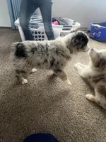 Anna, a female Australian Shepherd and Miniature American Shepherd for sale in Oelwein, IA – Photo 2 of 5