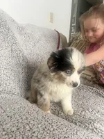 Anna, a female Australian Shepherd and Miniature American Shepherd for sale in Oelwein, IA – Photo 4 of 5