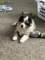 Anna, a female Australian Shepherd and Miniature American Shepherd for sale in Oelwein, IA – Photo 1 of 5