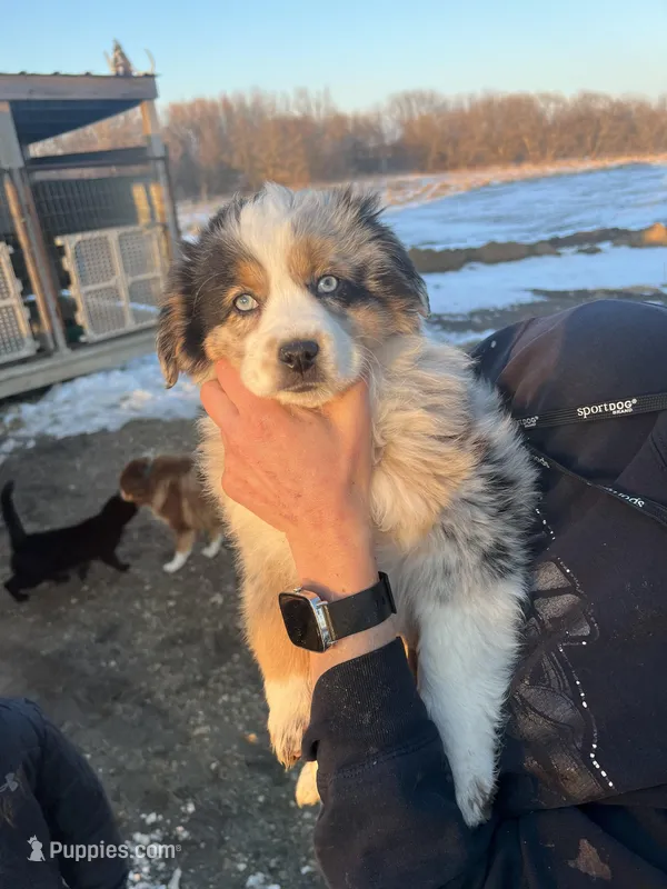 Anna, a female Australian Shepherd for sale in Oelwein, IA – Photo 1 of 6