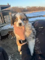 Anna, a female Australian Shepherd for sale in Oelwein, IA – Photo 1 of 6