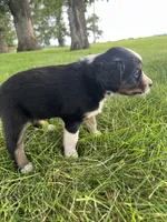 Hilary - blue, a female Australian Shepherd and Miniature American Shepherd for sale in Oelwein, IA – 3 of 6