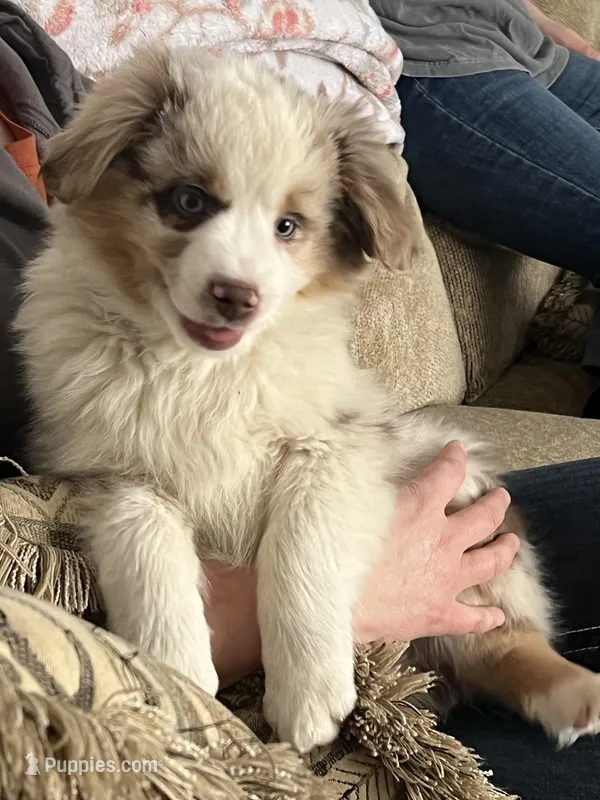 Red  – Australian Shepherd puppy for sale in Oelwein, IA