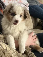 Red , a male Australian Shepherd for sale in Oelwein, IA – Photo 2 of 7