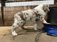 Red , a male Australian Shepherd for sale in Oelwein, IA – Photo 7 of 7