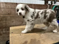 Red , a male Australian Shepherd for sale in Oelwein, IA – Photo 6 of 7