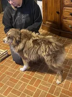 Hans, a male Australian Shepherd for sale in Oelwein, IA – Photo 9 of 9