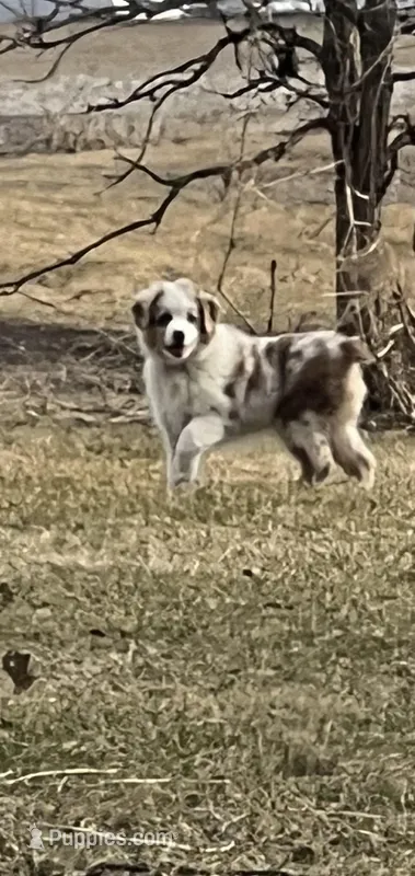 Red , a male Australian Shepherd for sale in Oelwein, IA – Photo 1 of 7