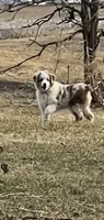 Red , a male Australian Shepherd for sale in Oelwein, IA – Photo 1 of 7