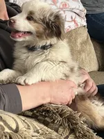 Red , a male Australian Shepherd for sale in Oelwein, IA – Photo 5 of 7