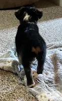 Hilary, a female Australian Shepherd and Miniature American Shepherd for sale in Oelwein, IA – 6 of 8