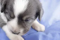Maddy, a female Australian Shepherd and Miniature American Shepherd for sale in Oelwein, IA – 6 of 9