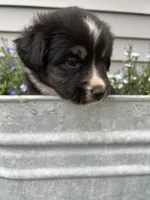 Tank - Brown, a male Australian Shepherd and Miniature American Shepherd for sale in Oelwein, IA – 4 of 6