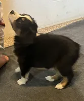 Hilary, a female Australian Shepherd and Miniature American Shepherd for sale in Oelwein, IA – 2 of 8