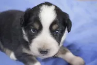 Brown, a male Australian Shepherd and Miniature American Shepherd for sale in Oelwein, IA – 4 of 4