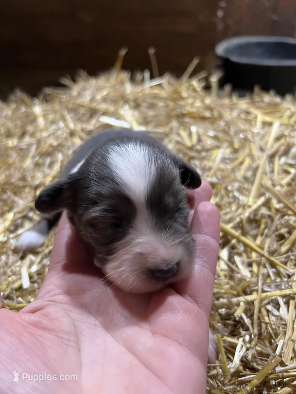 Blue – Australian Shepherd, Miniature American Shepherd puppy for sale in Oelwein, IA