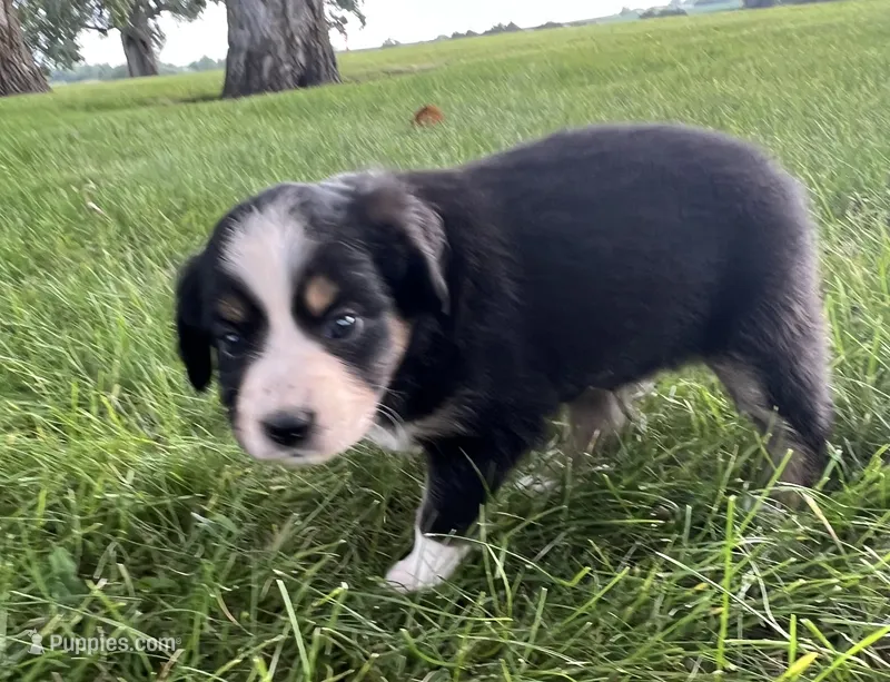 Blue girl – Australian Shepherd, Miniature American Shepherd puppy for sale in Oelwein, IA