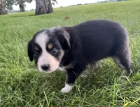 Hilary - blue, a female Australian Shepherd and Miniature American Shepherd for sale in Oelwein, IA – 6 of 6