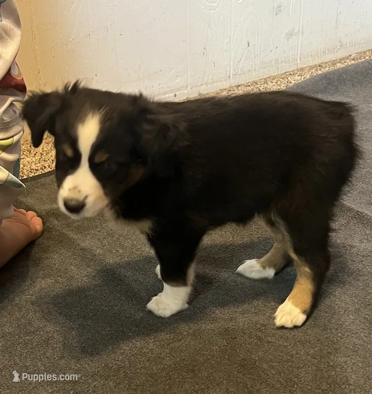 Hilary – Australian Shepherd, Miniature American Shepherd puppy for sale in Oelwein, IA