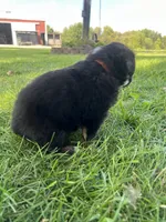 Jack - Orange, a male Australian Shepherd and Miniature American Shepherd for sale in Oelwein, IA – 5 of 6