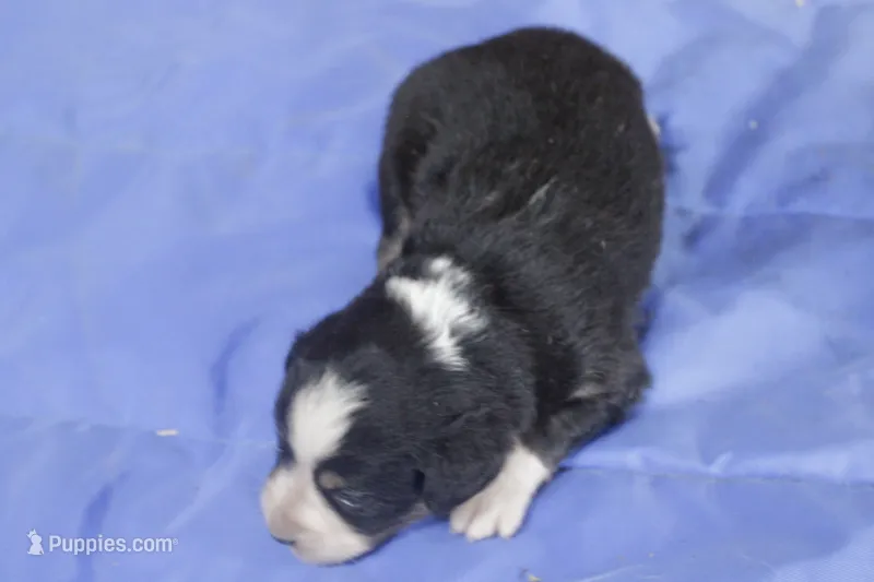 Blue girl – Australian Shepherd, Miniature American Shepherd puppy for sale in Oelwein, IA