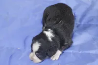 Blue girl, a female Australian Shepherd and Miniature American Shepherd for sale in Oelwein, IA – 2 of 4