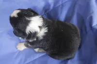 Brown, a male Australian Shepherd and Miniature American Shepherd for sale in Oelwein, IA – 2 of 4