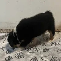 Colt, a male Australian Shepherd and Miniature American Shepherd for sale in Oelwein, IA – 5 of 9