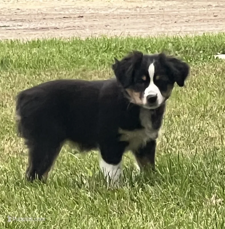 Hilary – Australian Shepherd, Miniature American Shepherd puppy for sale in Oelwein, IA