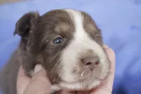 Blue tri, a female Australian Shepherd and Miniature American Shepherd for sale in Oelwein, IA – 5 of 6