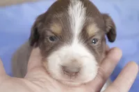 Purple, a female Australian Shepherd and Miniature American Shepherd for sale in Oelwein, IA – 2 of 4