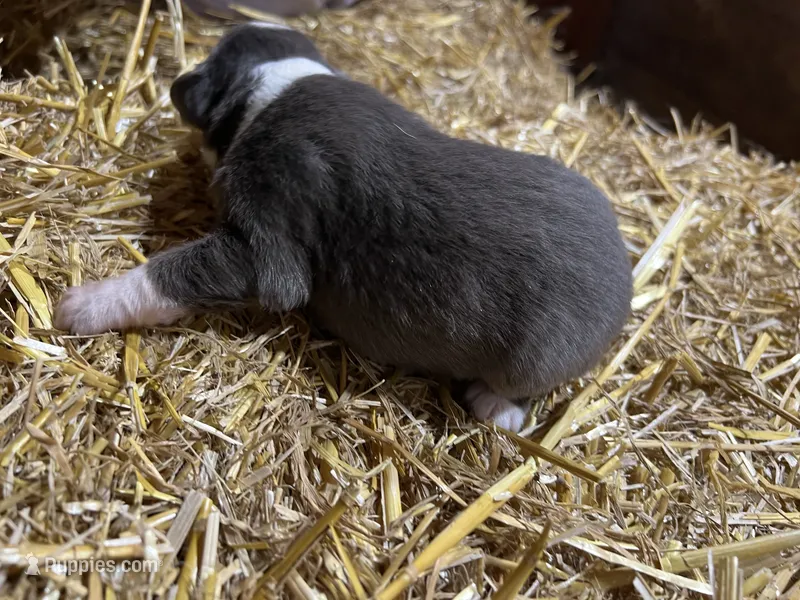 Red Tri 1-F – Australian Shepherd, Miniature American Shepherd puppy for sale in Oelwein, IA