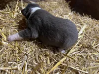 Blue tri, a female Australian Shepherd and Miniature American Shepherd for sale in Oelwein, IA – 1 of 4