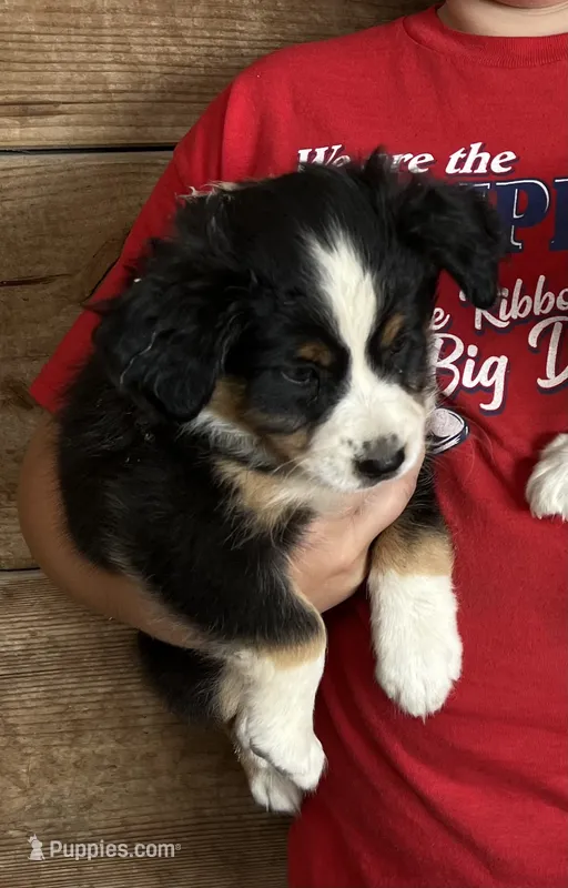 Colt – Australian Shepherd, Miniature American Shepherd puppy for sale in Oelwein, IA