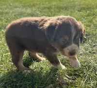 Daisy - Purple , a female Australian Shepherd and Miniature American Shepherd for sale in Oelwein, IA – 1 of 8