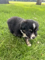 Tank - Brown, a male Australian Shepherd and Miniature American Shepherd for sale in Oelwein, IA – 3 of 6