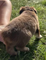 Dino - black, a male Australian Shepherd and Miniature American Shepherd for sale in Oelwein, IA – 8 of 10