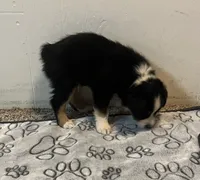 Colt, a male Australian Shepherd and Miniature American Shepherd for sale in Oelwein, IA – 4 of 9