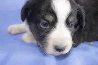 Blue girl, a female Australian Shepherd and Miniature American Shepherd for sale in Oelwein, IA – 3 of 4