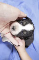 Green, a female Australian Shepherd and Miniature American Shepherd for sale in Oelwein, IA – 5 of 6