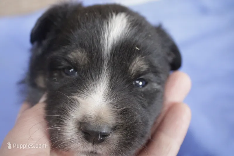 Orange – Australian Shepherd, Miniature American Shepherd puppy for sale in Oelwein, IA