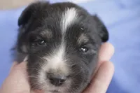 Orange, a male Australian Shepherd and Miniature American Shepherd for sale in Oelwein, IA – 1 of 4
