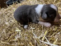 Blue tri, a female Australian Shepherd and Miniature American Shepherd for sale in Oelwein, IA – 3 of 4